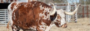 Longhorn auf der LBJ Ranch, Texas